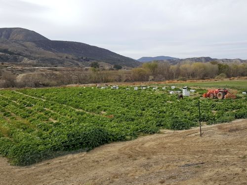 Healthy Food - Crops and Tractor | Sage Farm