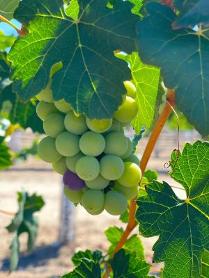 Green Grapes | Sage Farm