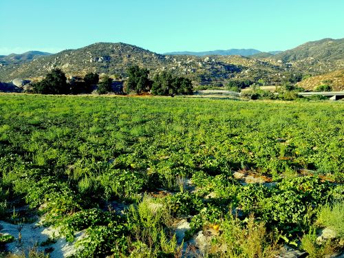 Healthy Crops with Compost | Sage Farm