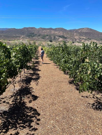 Sage Farm Pepper Tree Orchard
