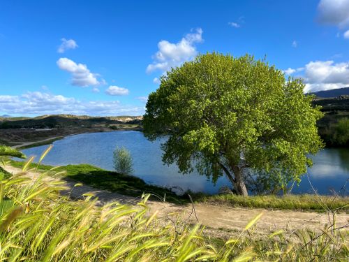 Vast Potential - Lake and Tree | Sage Farm