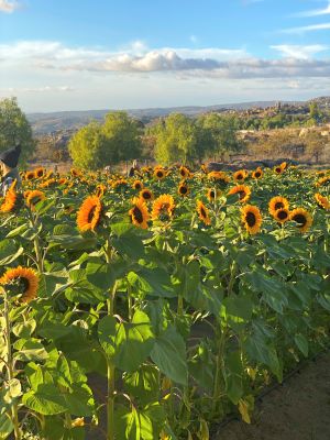 Sunflowers - Sage Farm