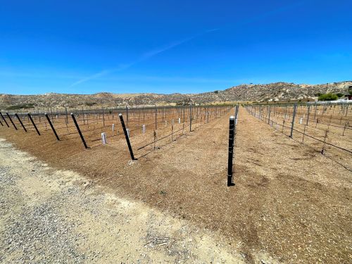 Vineyard Planting | Sage Farm