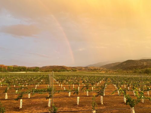 Return to Farm - Vineyards and Rainbow | Sage Farm