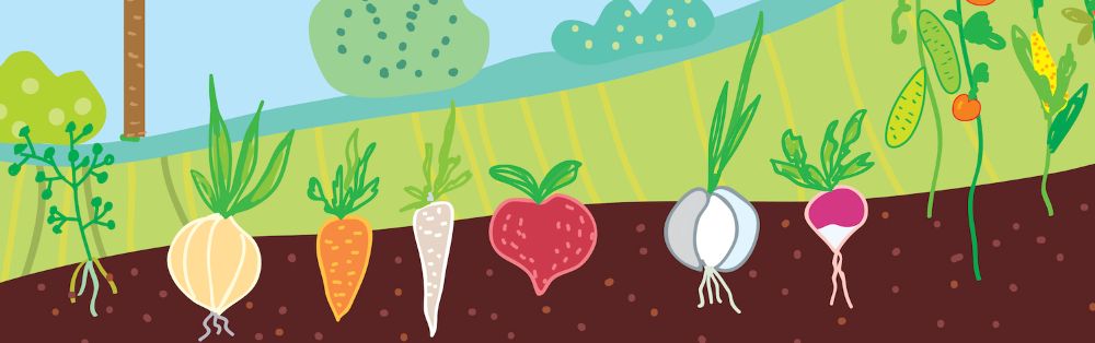 Root Vegetables Illustration | Sage Farm