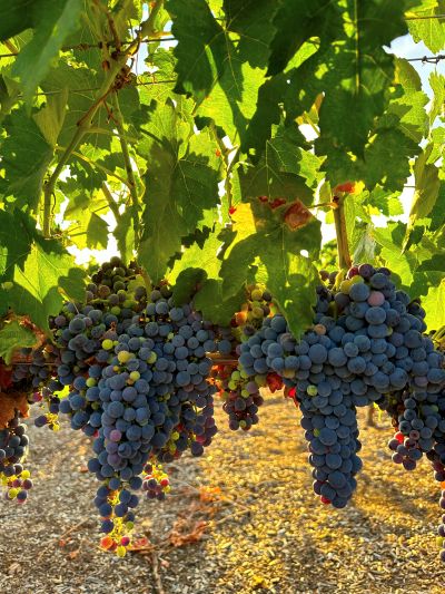 Purple Grapes | Sage Farm