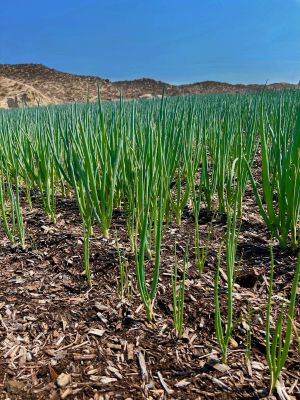 Onions | Sage Farm